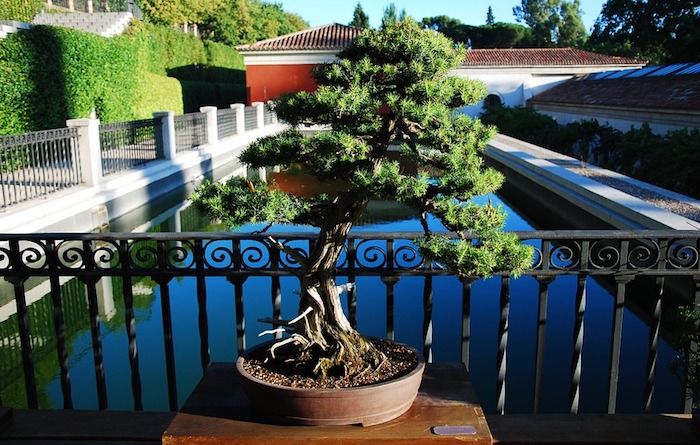 Soins de base du bonsaï d'intérieur - Mistral Bonsai 