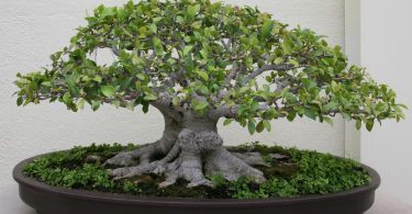 Fertilisation des bonsaïs - Société de bonsaï et de penjing de