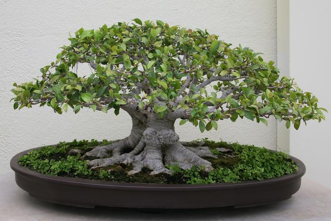 Bonsai Ficus - Ginseng, Retusa, Benjamina, Microcarpa