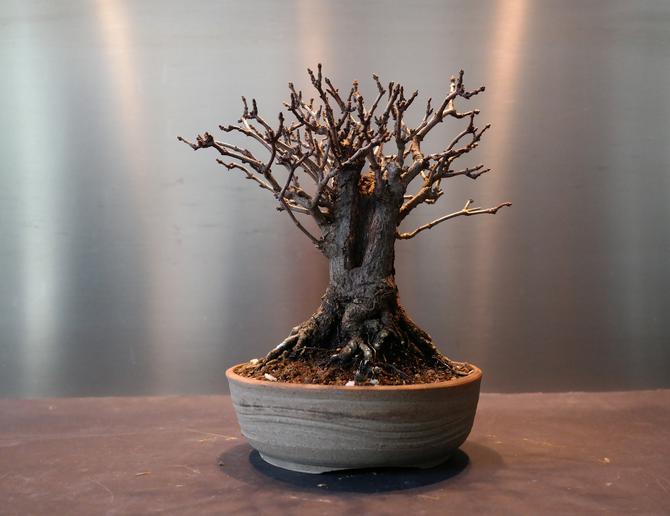 Mon bonsai perd ses feuilles - Que faire ?