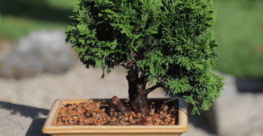 choisir pot bonsai 375x195