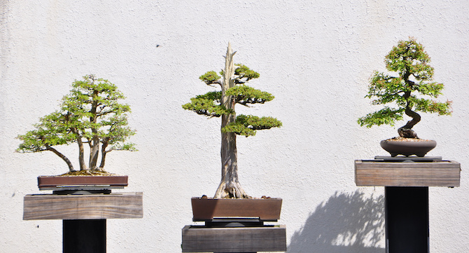 Guide ligaturage des arbres Bonsai : Techniques, fil bonsai et soins