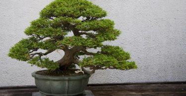 Arrosage et humidité : prendre soin de son bonsaï