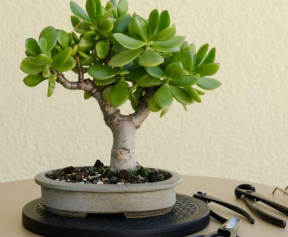 Trousse à outils bonsai déroulante. Matériel et accessoires bonsai.