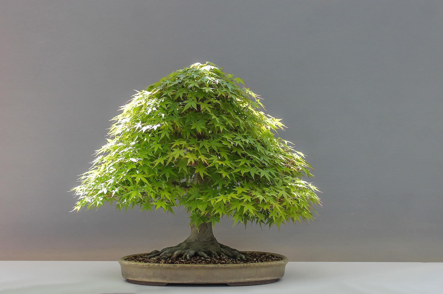 Bonsaï en érable vert japonais Él, décoration de tronc tactile naturel,  plante en pot, arbre en